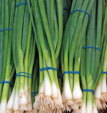ON571 Onion Ram Rod